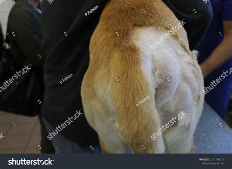 Perineal Hernia By Dog Hernia Involving Stock Photo 1211180017