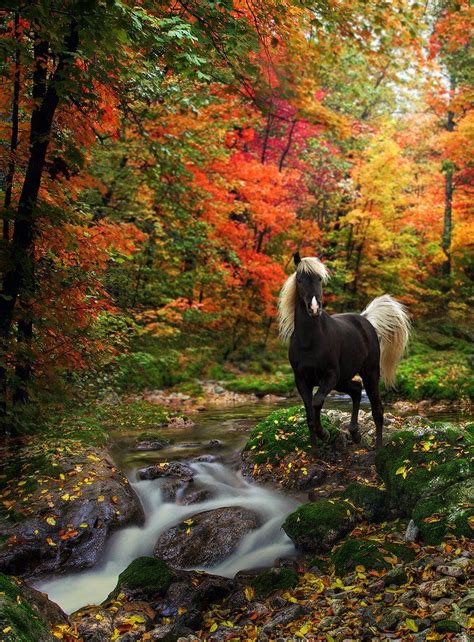 Autumn Tranquility By Emerald Depths On Deviantart Most Beautiful