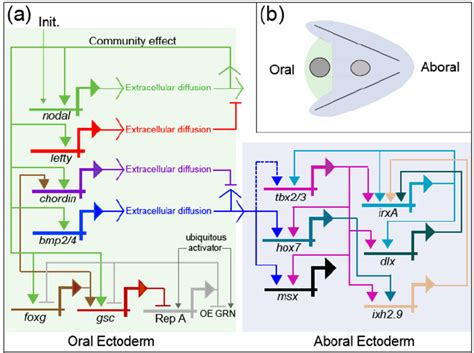 A Model Of The Gene Regulatory Network Grn Underlying Differentiation