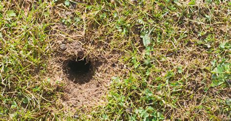 What Is Digging Holes In My Lawn At Night Uk Garden Doctor