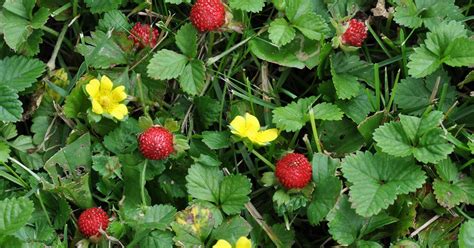 Weed That Looks Like Strawberry Plant 3 Is 1 Of The Most Invasive Sep 2020