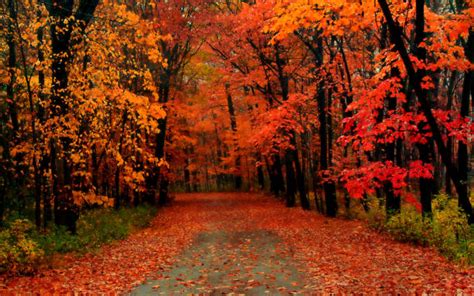 3073800 Autumn Trees Stock Photos Pictures And Royalty Free Images
