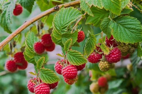 ItSaul Raspberry Bush — Just Fruits and Exotics