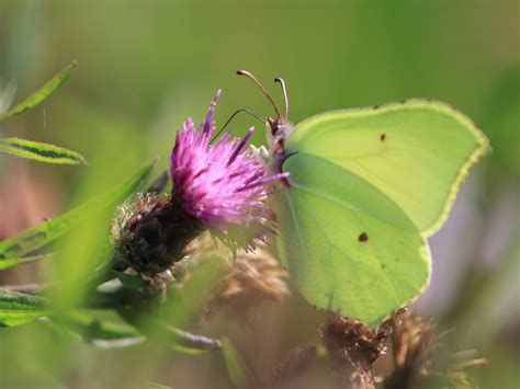 Big Butterfly Count 2021 Wildlifemacro
