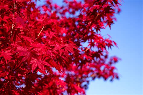 Red Maple Leaves Japan Free Spirit