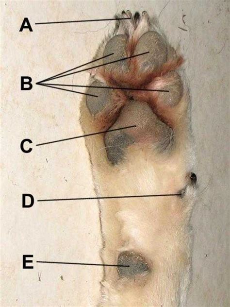 This is the little nubby thing that would be similar to our upper wrist. dog paw anatomy - Ruffwear Blog | News, Events & Adventures