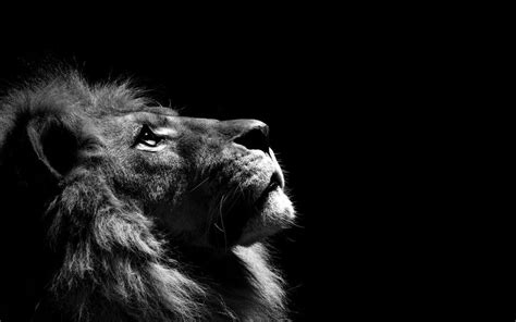 Black And White Angry Lion Face Wallpaper Art Wallpapers