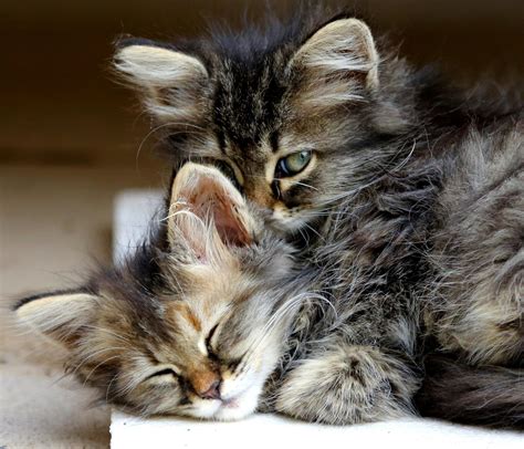 kitten, Cat, Animals, Hug, Sleep, Cute, Eyes, Baby Wallpapers HD 