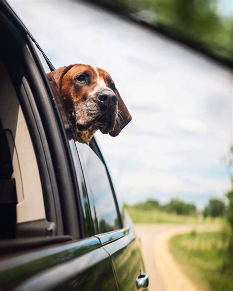14 Pictures Only Coonhound Owners Will Think Are Funny Page 3 Of 5