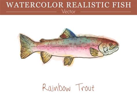Download Rainbow Trout Clip Art, Vector Images & Illustrations - iStock