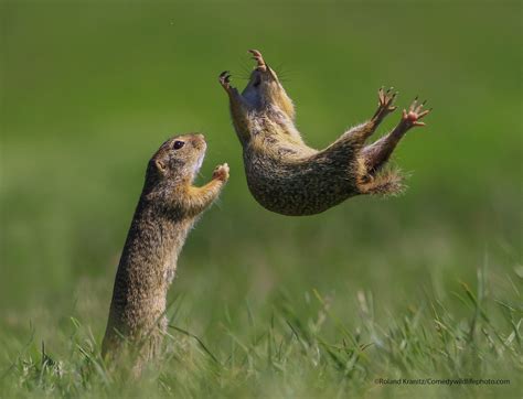 Birds Bad Day And Dancing Gophers Make The Funniest Animal Photos