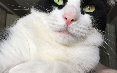 Free Download Pin By Darshana Sivakumar On Tuxedo Cats Cute Cat