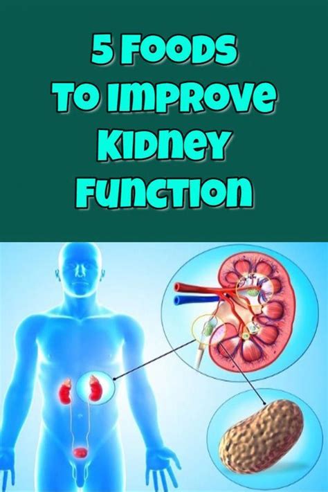5 Foods To Improve Kidney Function Improve Kidney Function Foods