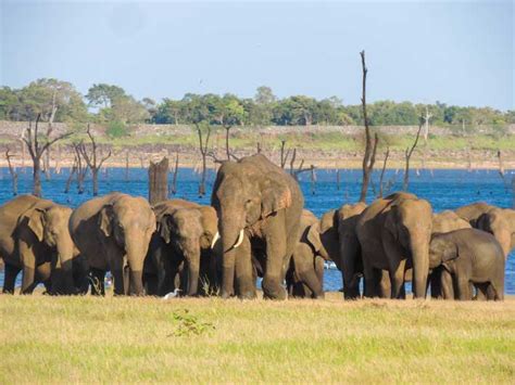 Parc National De Kaudulla Safari Privé Getyourguide