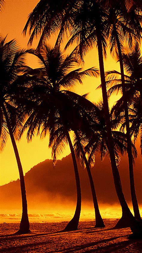 Nature Golden Sunset Palm Beach Iphone Wallpapers Free Download
