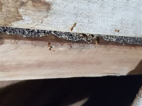 In terms of the drywood termites that live in the wall. Pest Control Services & Inspections | Total Termite & Pest ...