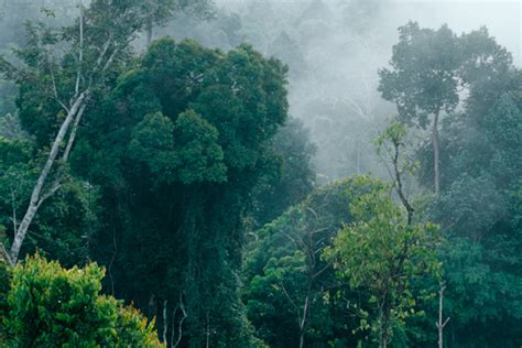 Alih Fungsi Hutan Kalimantan Barat Bermasalah Pemerintah Diminta Tegas