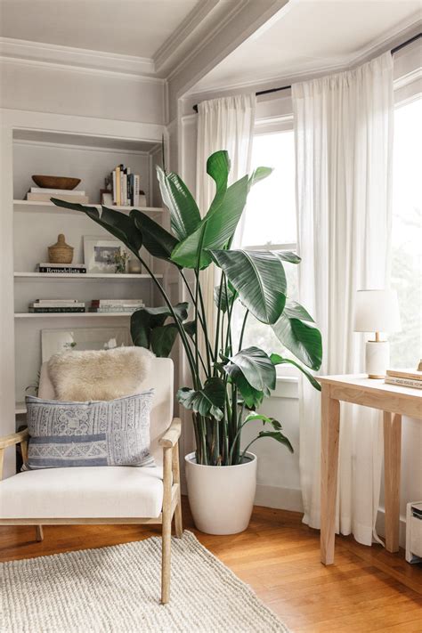 You can take advantage of something like that to divide the dining and the. Favorite Indoor Plants | Living room plants, Funky living ...