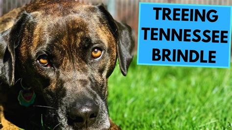 Treeing Tennessee Brindle Top 10 Interesting Facts Youtube