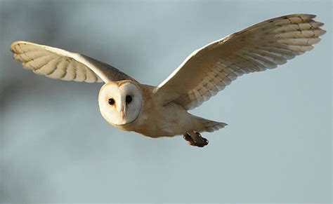 Download White Barn Owl Flying Wallpaper X Hd By Miguelhamilton