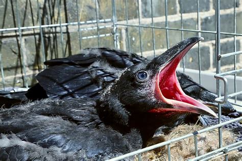 three new raven chicks hatch at the tower of london diamond 4 you