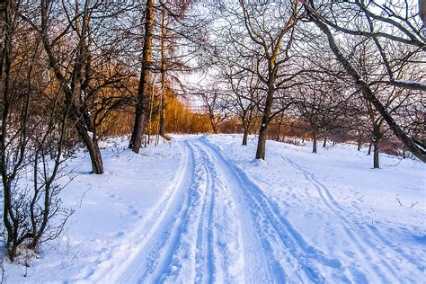 Free Images Tree Forest Path Snow Winter Frost