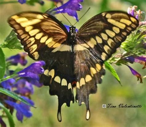 Giant Swallowtail Papilio Cresphontes Beautiful Butterflies Big