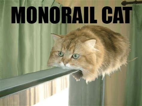 Show your fealty by posting them here. All Aboard, It's Caturday! Monorail Cat and more... - Cats ...
