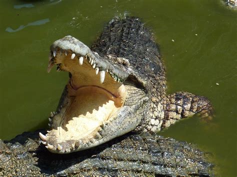 Do Crocodiles Have Tongues Animal Hype