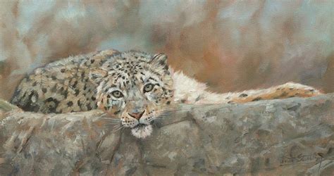Snow Leopard Resting Painting By David Stribbling Fine Art America