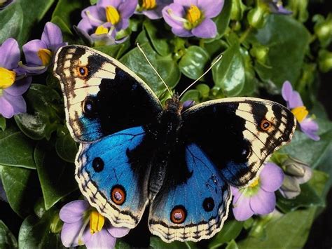 Butterfly Animal Wildlife
