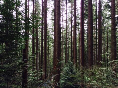 The app covers common native trees of oregon, washington, and the western half of british columbia. Seattle pilot project planting trees that can adapt to ...