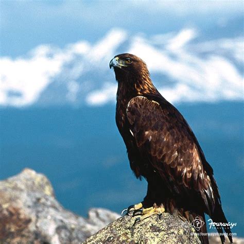 The Golden Eagle Is One Of The Best Known Raptors In The World Its