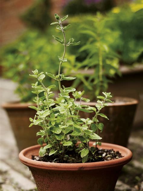 How To Grow Thyme House And Garden