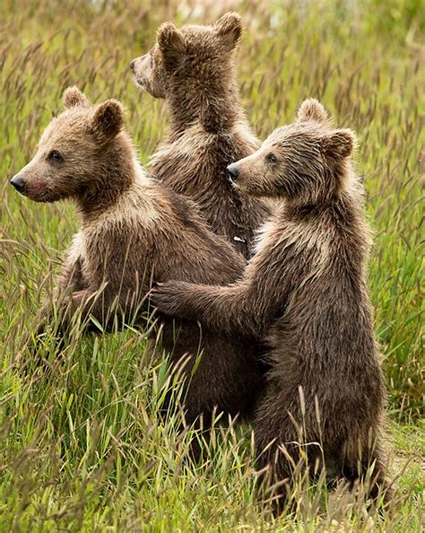 Cute Kodiak Bear Cubs Photo Etsy