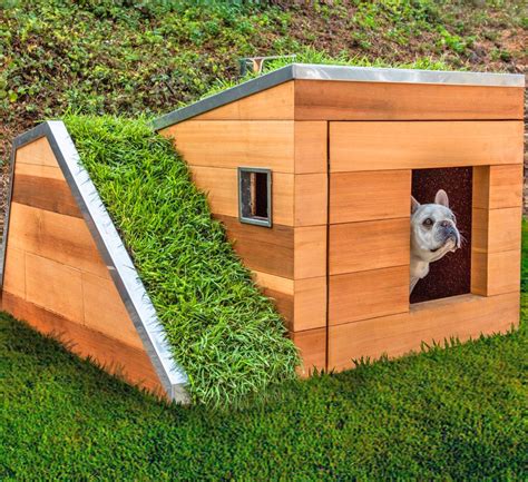 This Modern Dog House Is Made With Grass Ramp And An Automatic Water