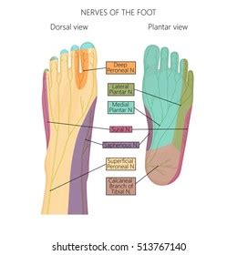 Plantar Foot Anatomy Nerves