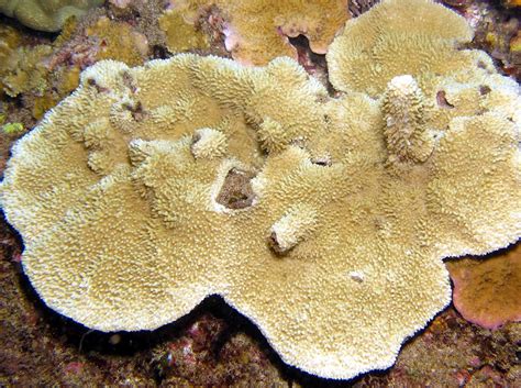 Rice Coral Montipora Capitata Stony Corals Hawaii Reefs