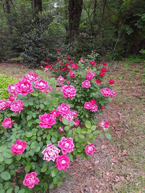 pretty-knockout-roses-knockout-roses,-double-knockout-roses,-landscaping-with-roses