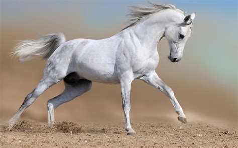 White Horse Runs Wallpapers And Images Wallpapers Pictures Photos