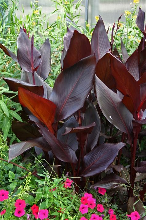 Canna Australia Canna Lily The Flower Spot