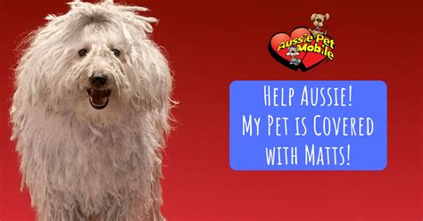 Your pet is part of the family, and should be treated as such. Help Aussie! My Pet is Covered with Matts! - Aussie Pet ...