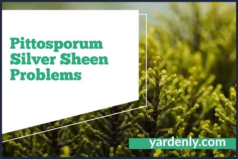 Pittosporum Silver Sheen Problems
