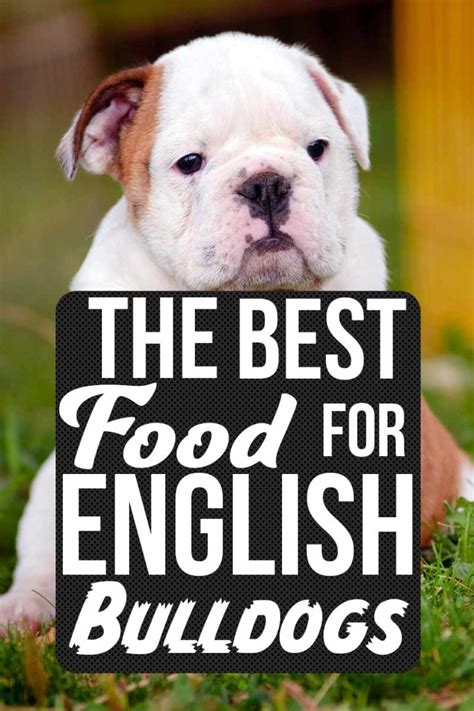Finding The Best Food For English Bulldog Puppies