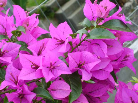 Mujurlah ada beberapa penghantaran bunga malaysia yang hebat untuk pilihan anda. Yoyon Blog : BERAPA NAMA BUNGA YANG ANDA KENAL : 32 JENIS ...