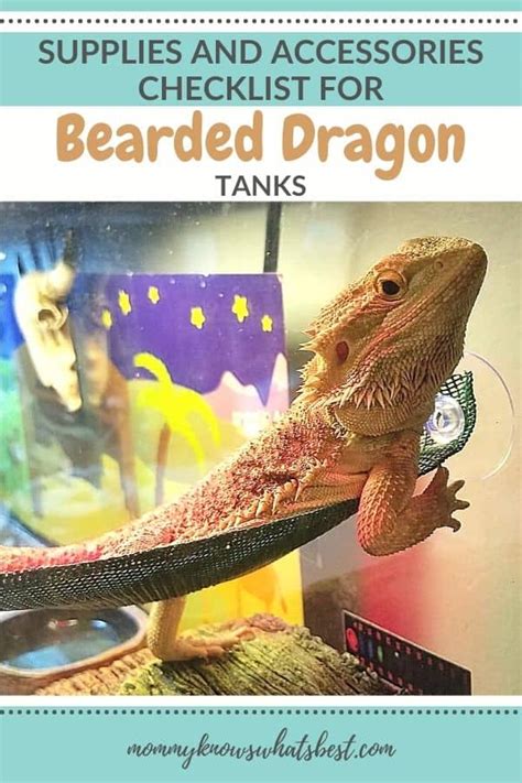 Bearded Dragon Supplies And Accessories Checklist