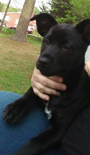 Sheprador Black Lab And German Shepherd Mix Female Puppy For Sale In