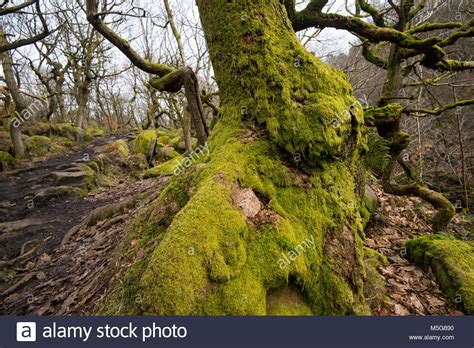 Ancient Woodland At Padley Gorge In The Peak District Derbyshire Stock