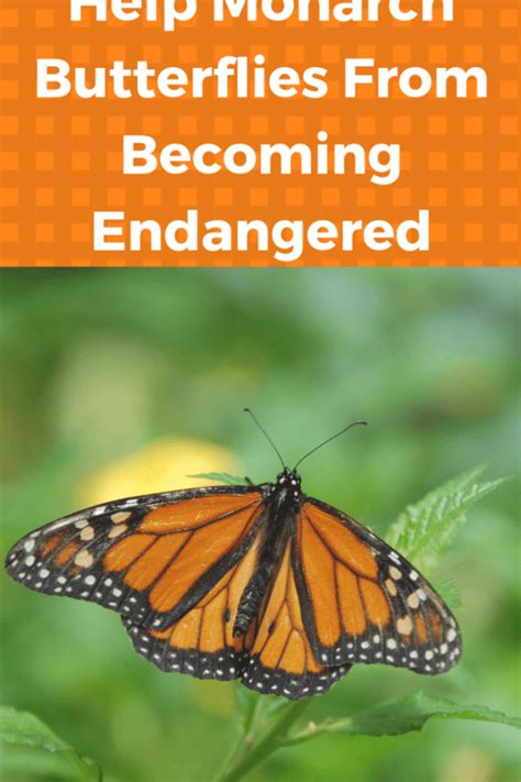 Click To Discover Why Monarch Butterflies Are Becoming Endangered And
