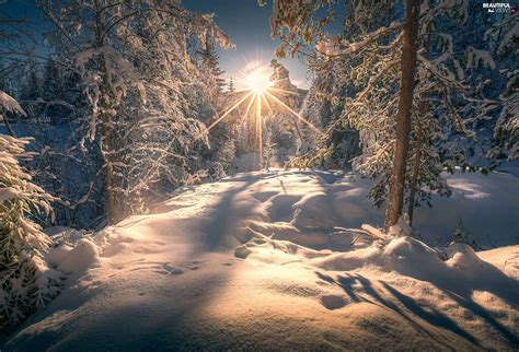 Viewes Winter Rays Of The Sun Snow Forest Trees Beautiful Views